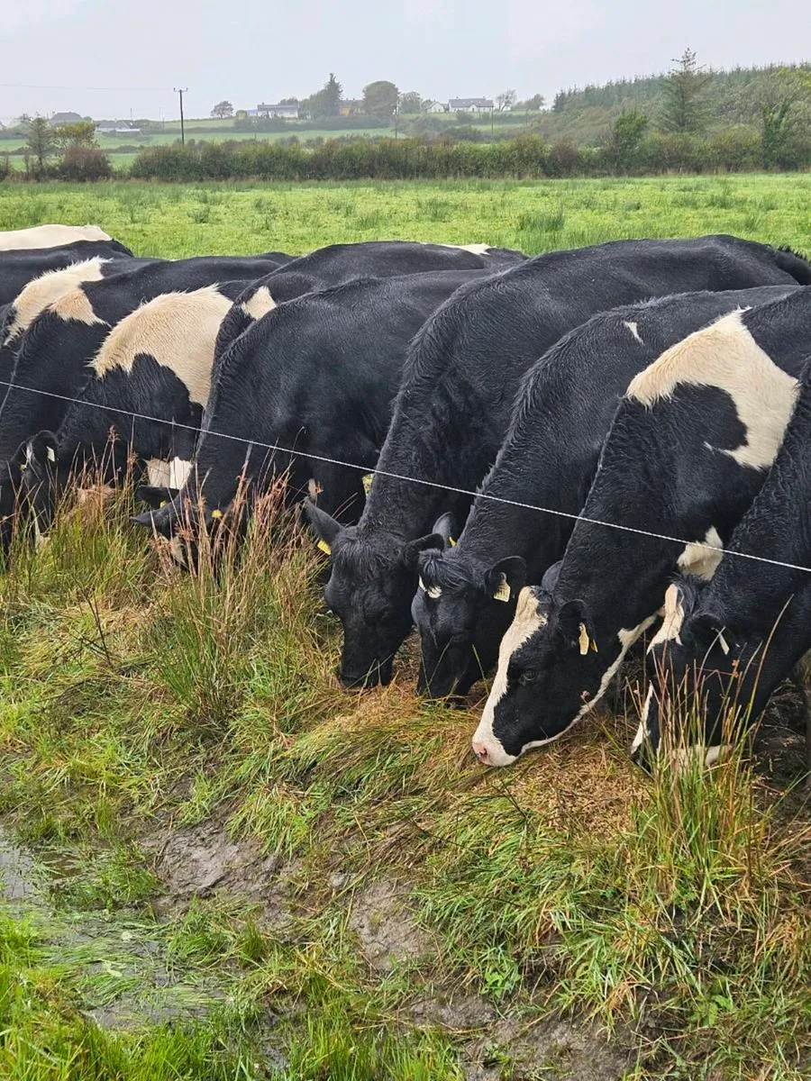 18 Pedigree Friesian Springers - Image 1