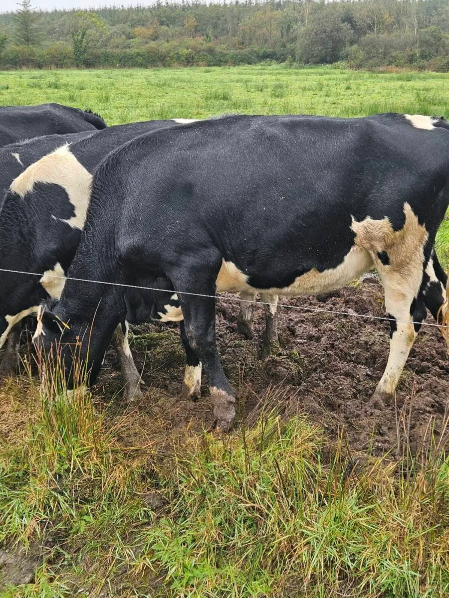 18 Pedigree Friesian Springers - Image 2
