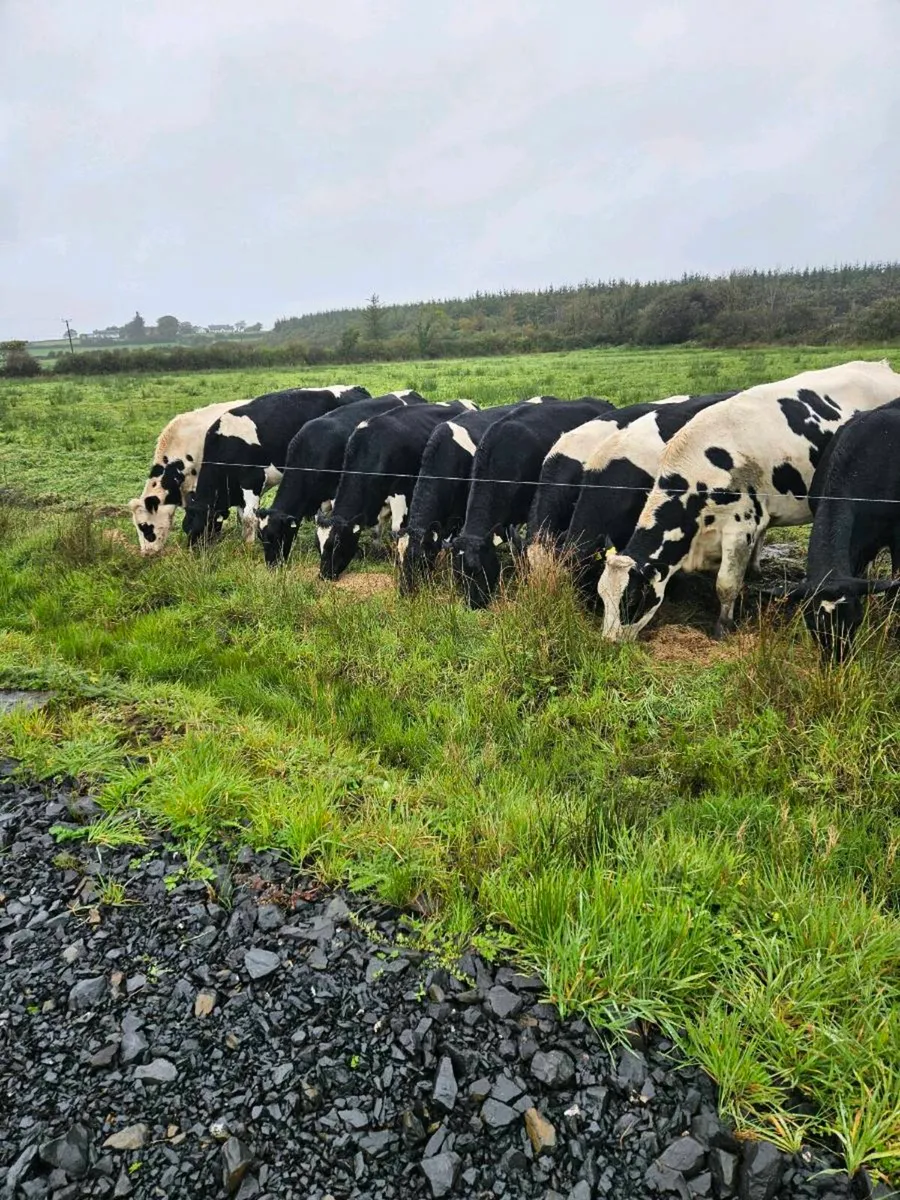 18 Pedigree Friesian Springers - Image 4