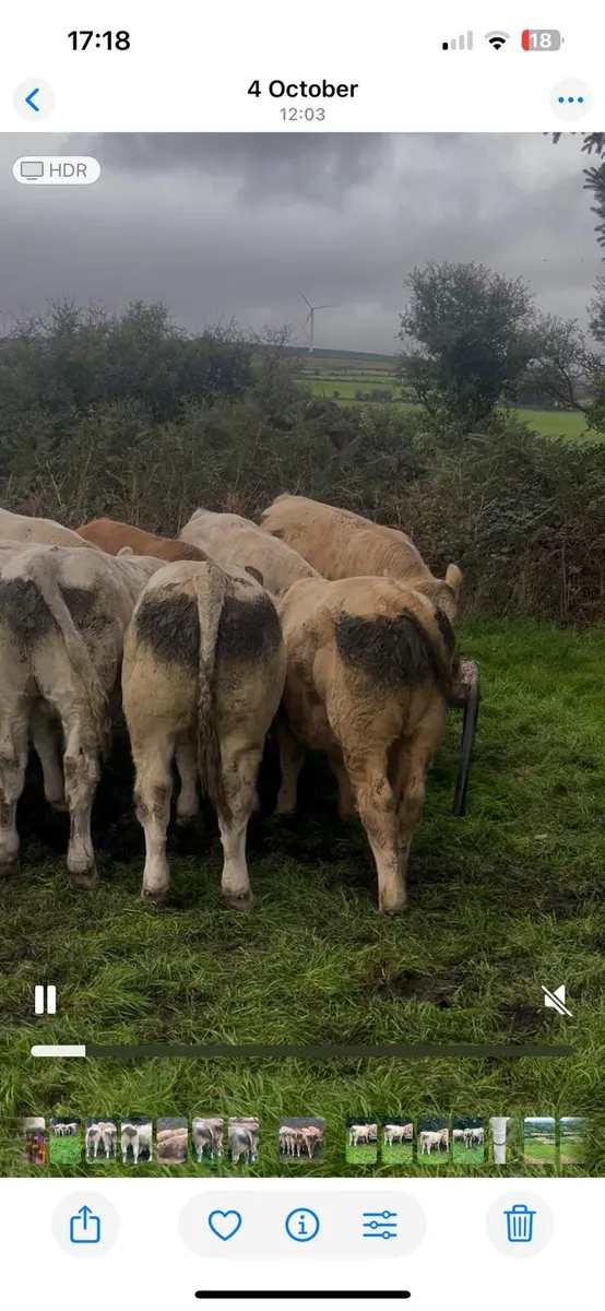 Cork Marts Corrin Fermoy Weanlings Thursday 15th - Image 1