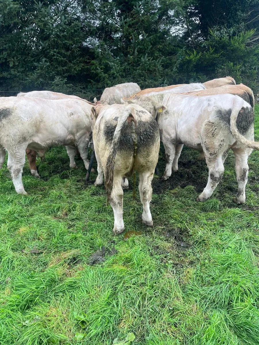 Cork Marts Corrin Fermoy Weanlings Thursday 15th - Image 2