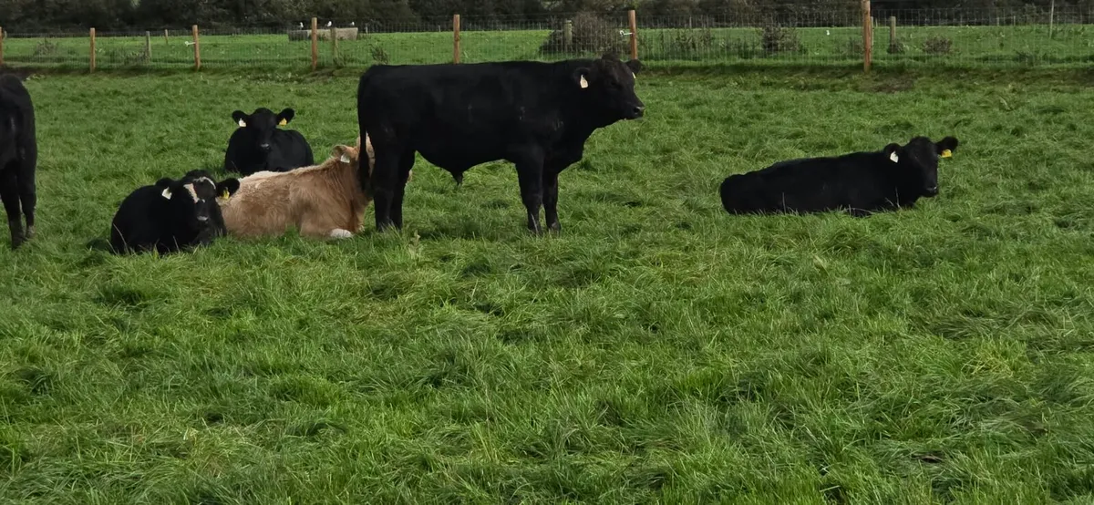 Cork Marts Corrin Fermoy Weanlings Thursday 15th - Image 4