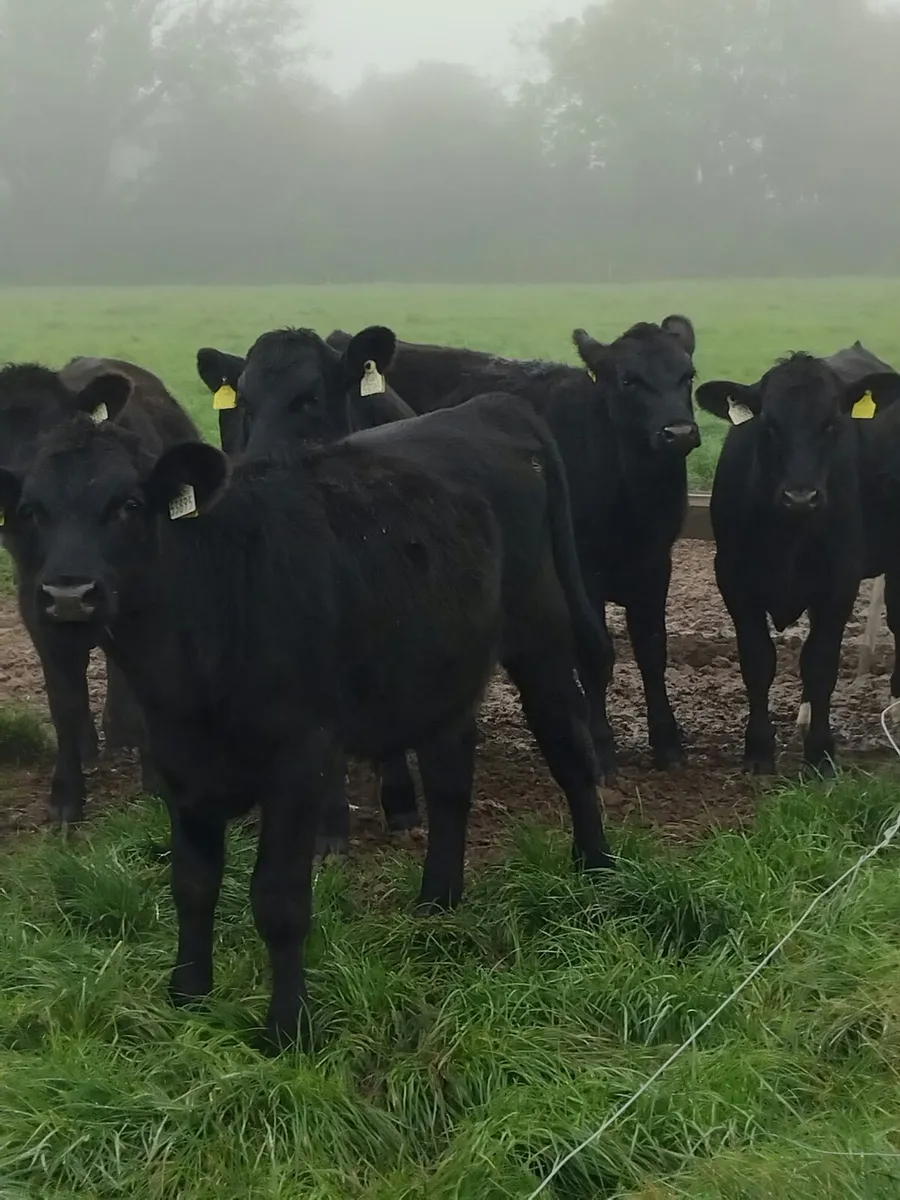 Cork Marts Corrin Fermoy Weanlings Thursday 15th - Image 3