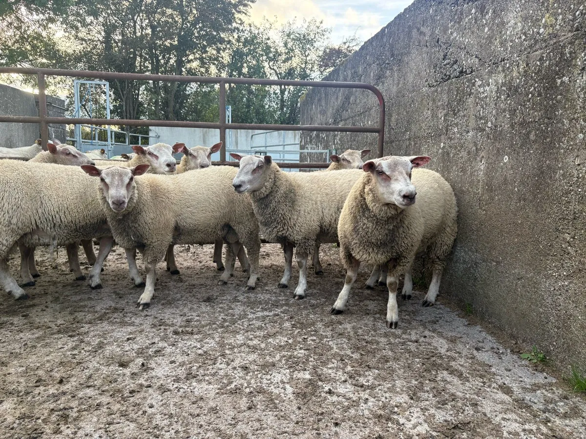 Charollais rams - Image 2