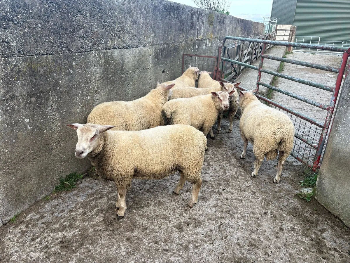 Charollais rams - Image 3