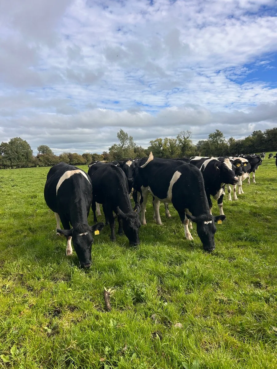 Incalf Heifers - Image 1