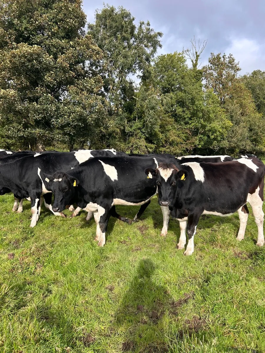 Incalf Heifers - Image 3