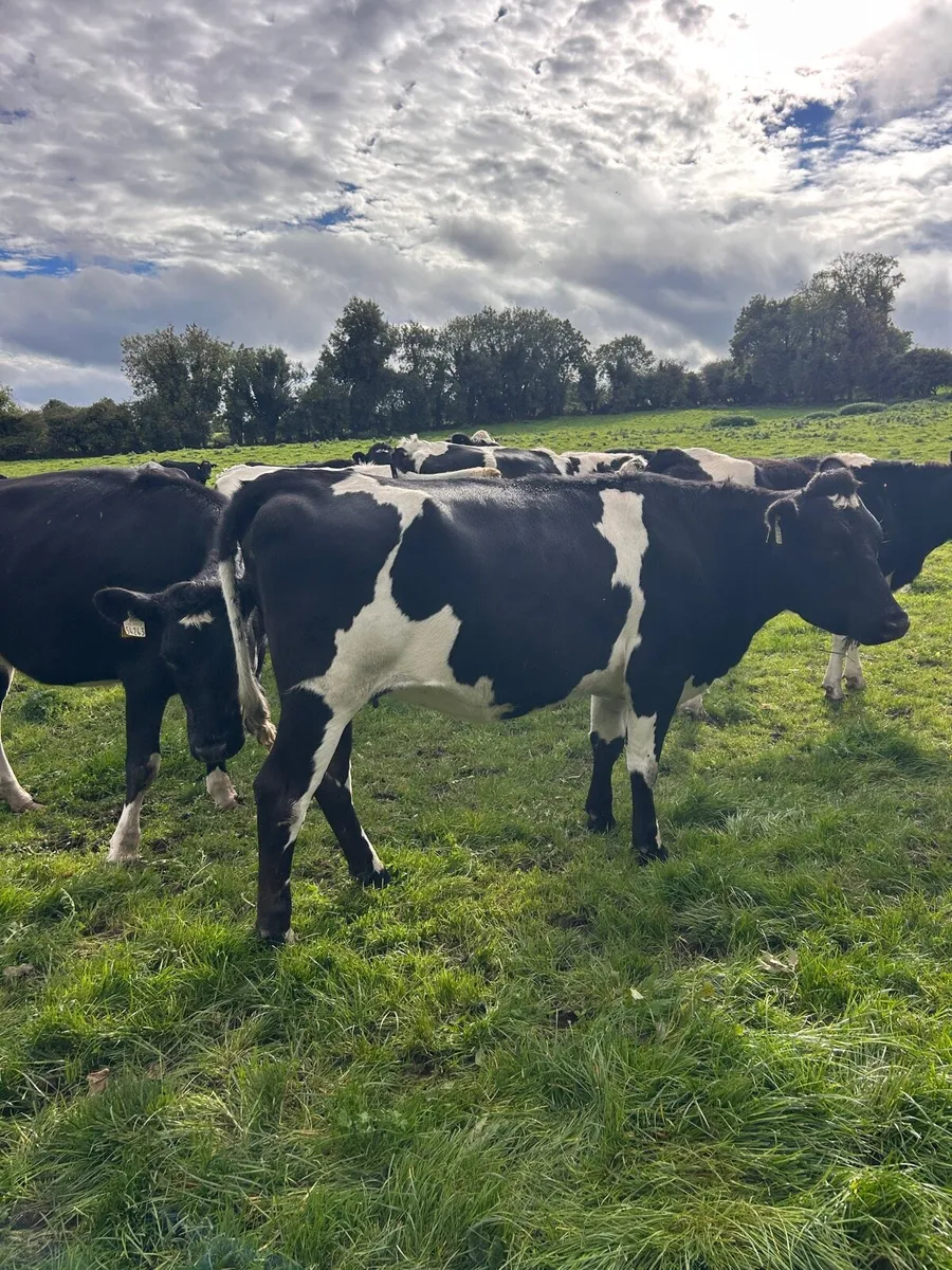 Incalf Heifers - Image 2