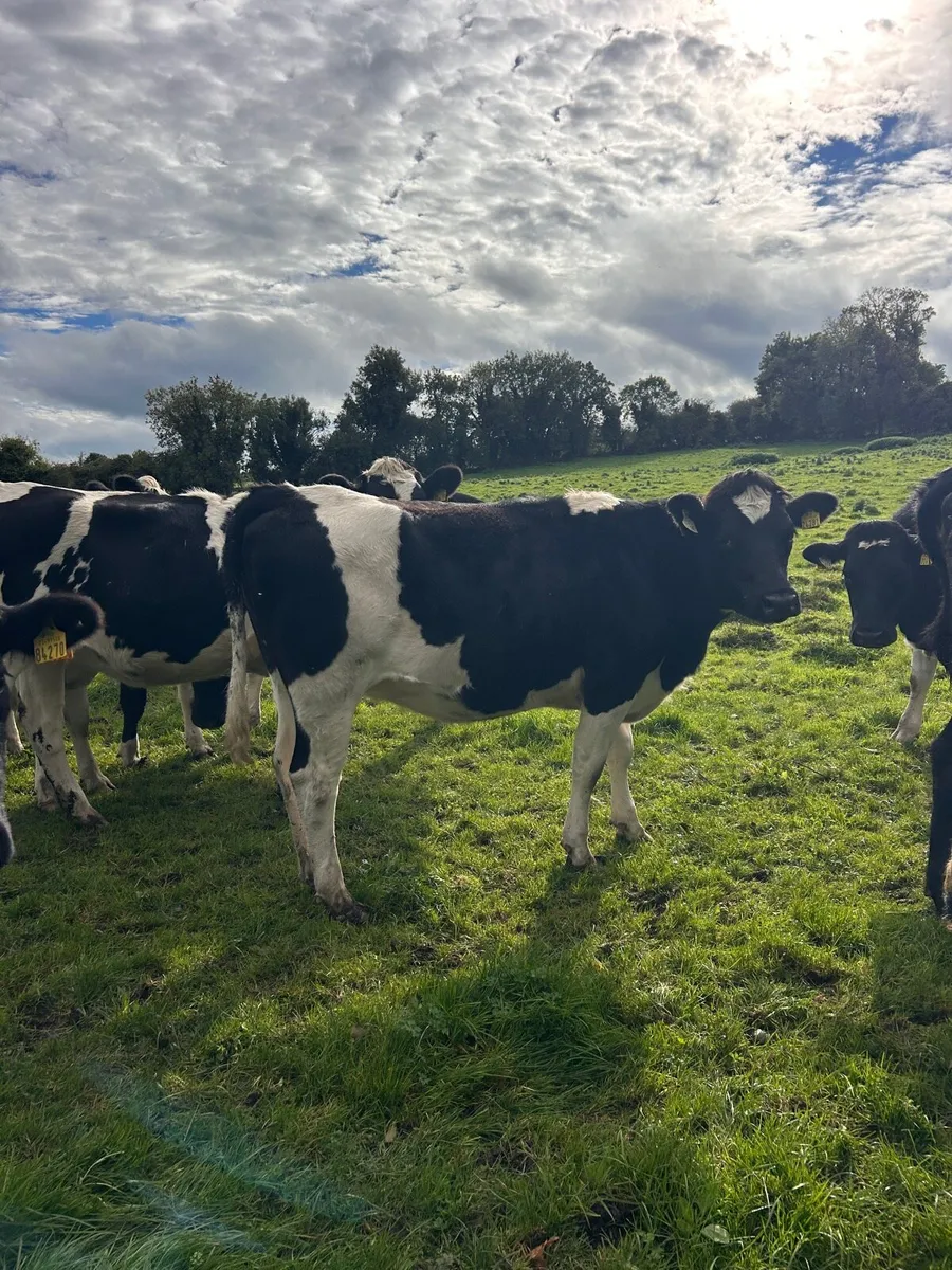 Incalf Heifers - Image 4