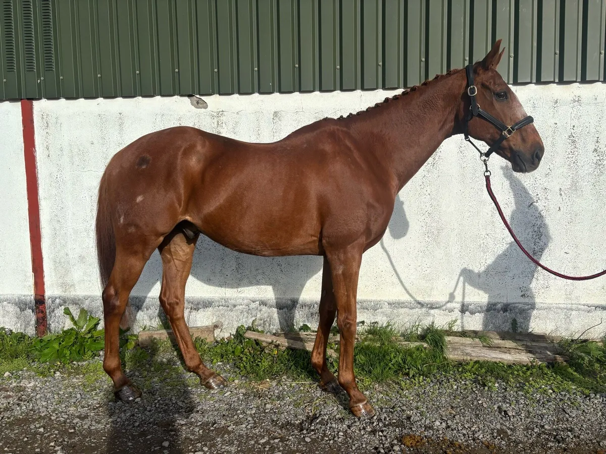 16hh allrounder - Image 1