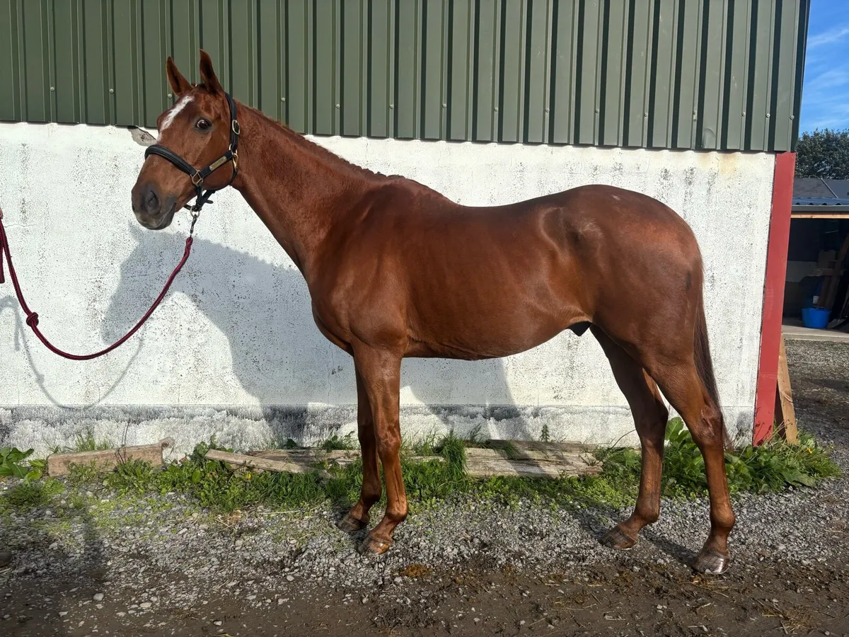 16hh allrounder - Image 2