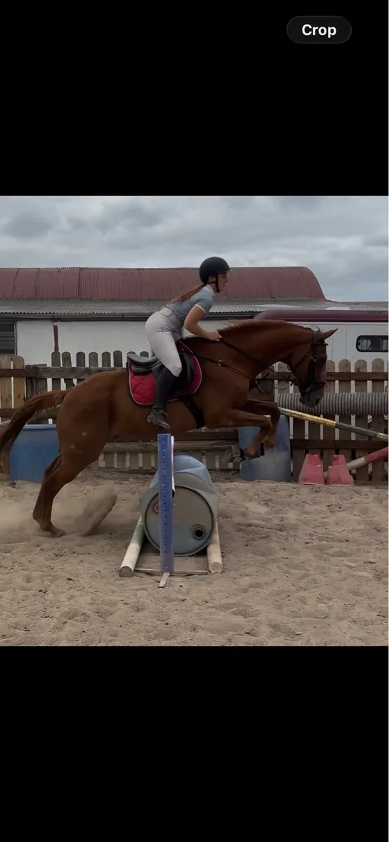 16hh allrounder - Image 3