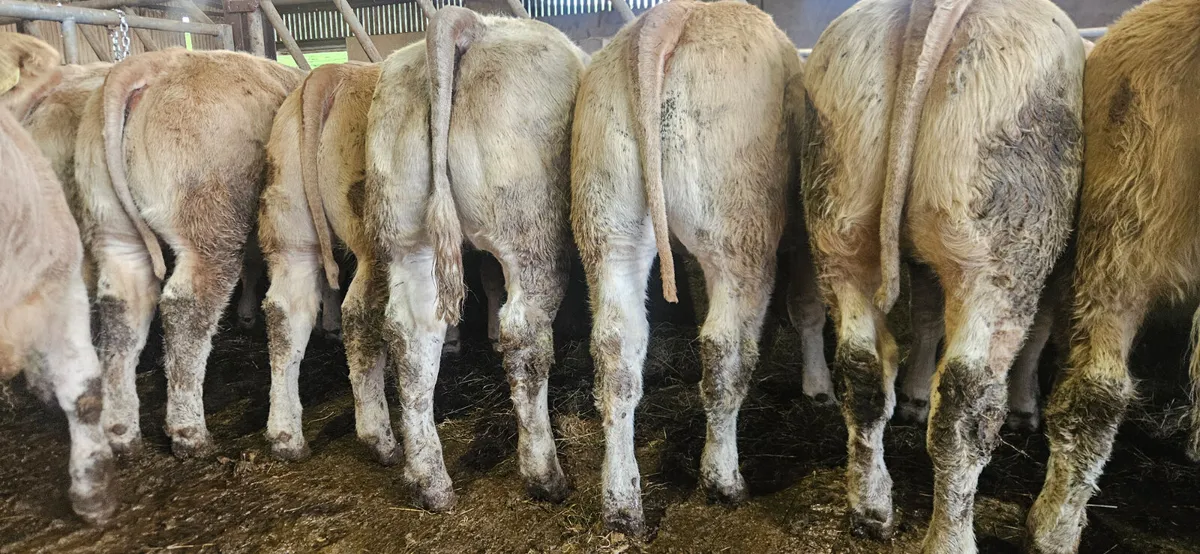 Over 100 Smashing Weanlings Heifers CHX and LMX. - Image 1
