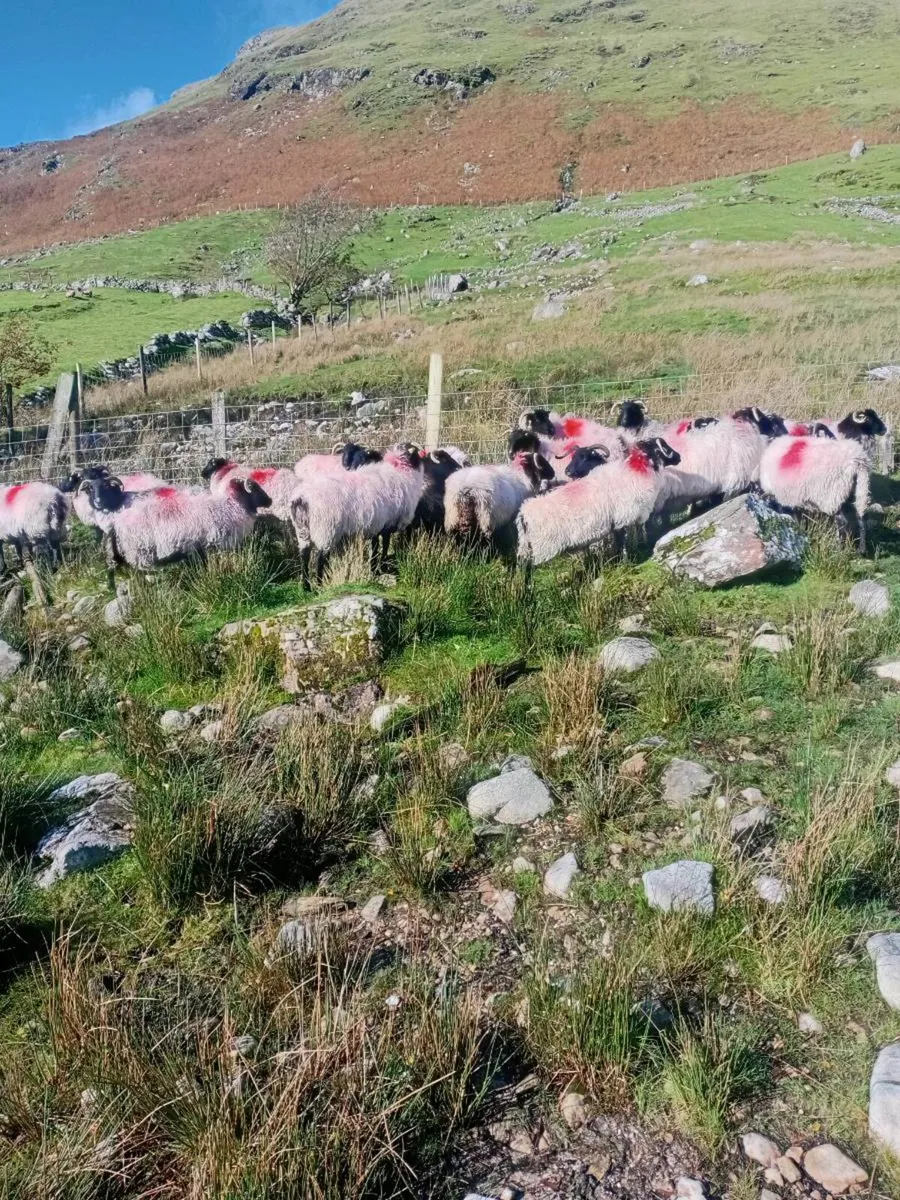 44 Hill Breeding Ewes - Image 1