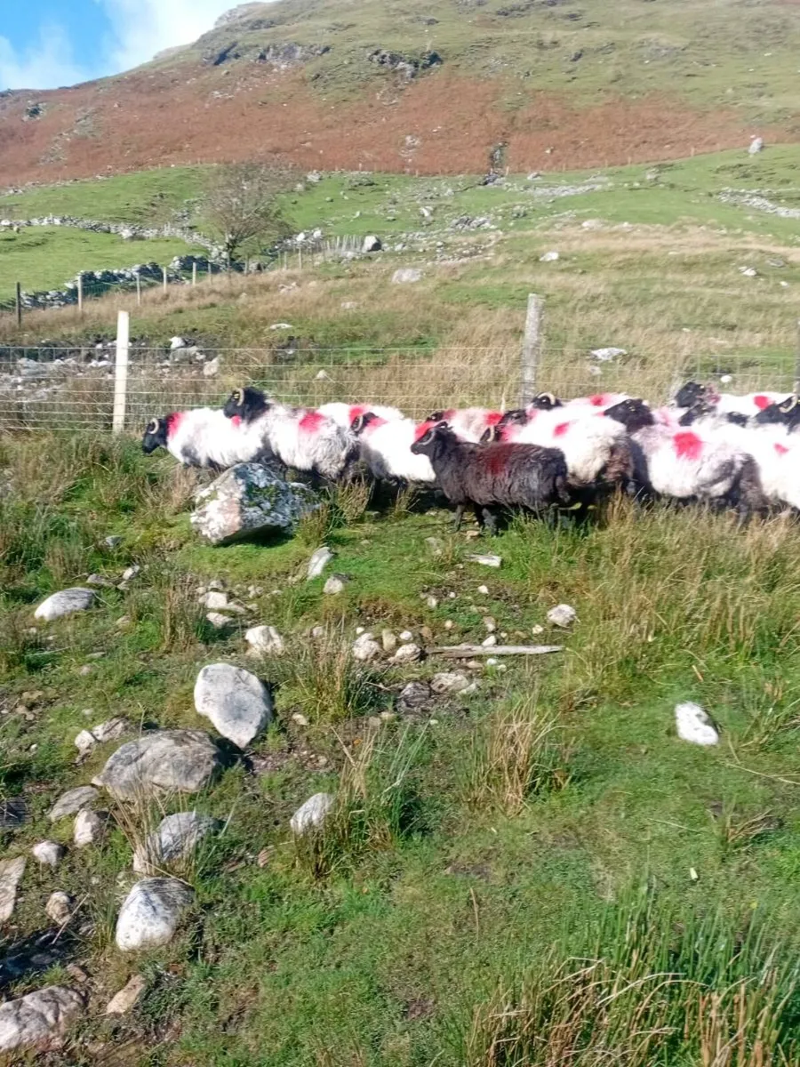 44 Hill Breeding Ewes - Image 2