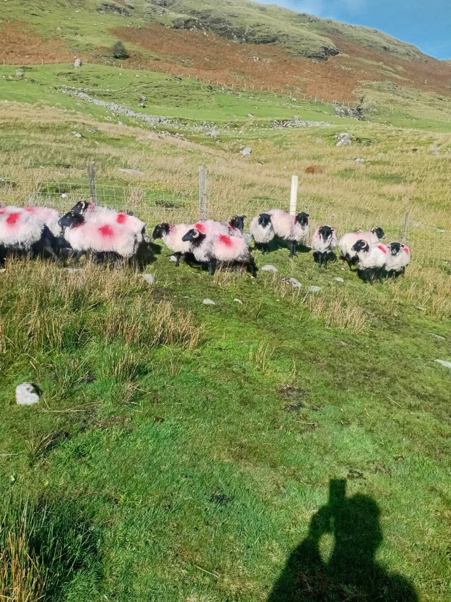 44 Hill Breeding Ewes - Image 3