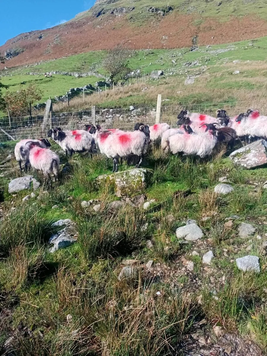 44 Hill Breeding Ewes - Image 4