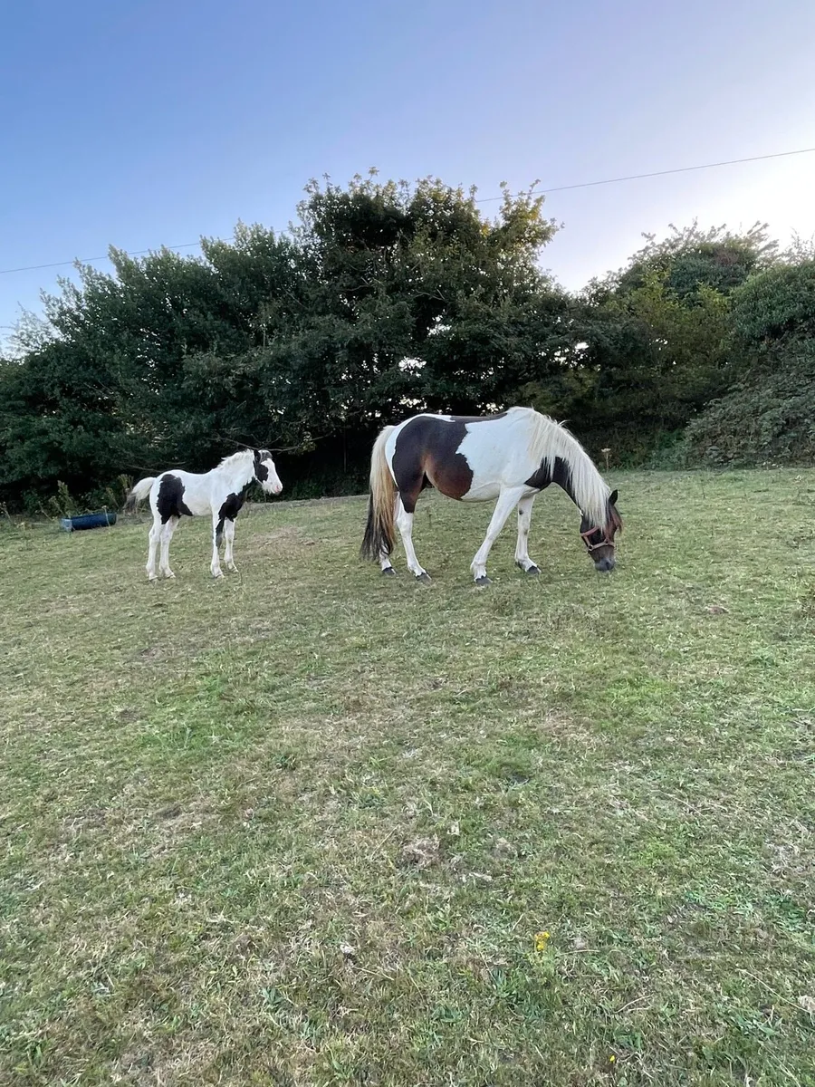 Colt foal - Image 3