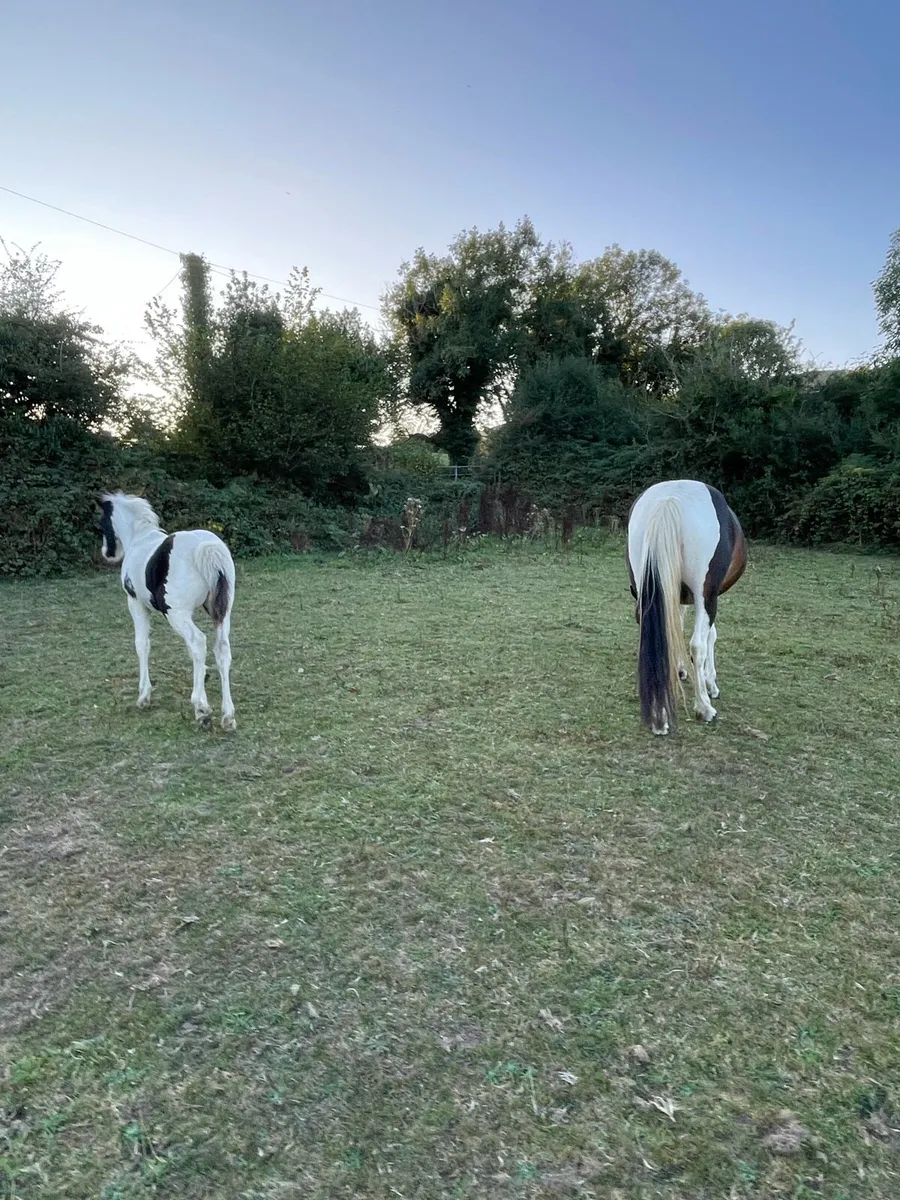 Colt foal - Image 4