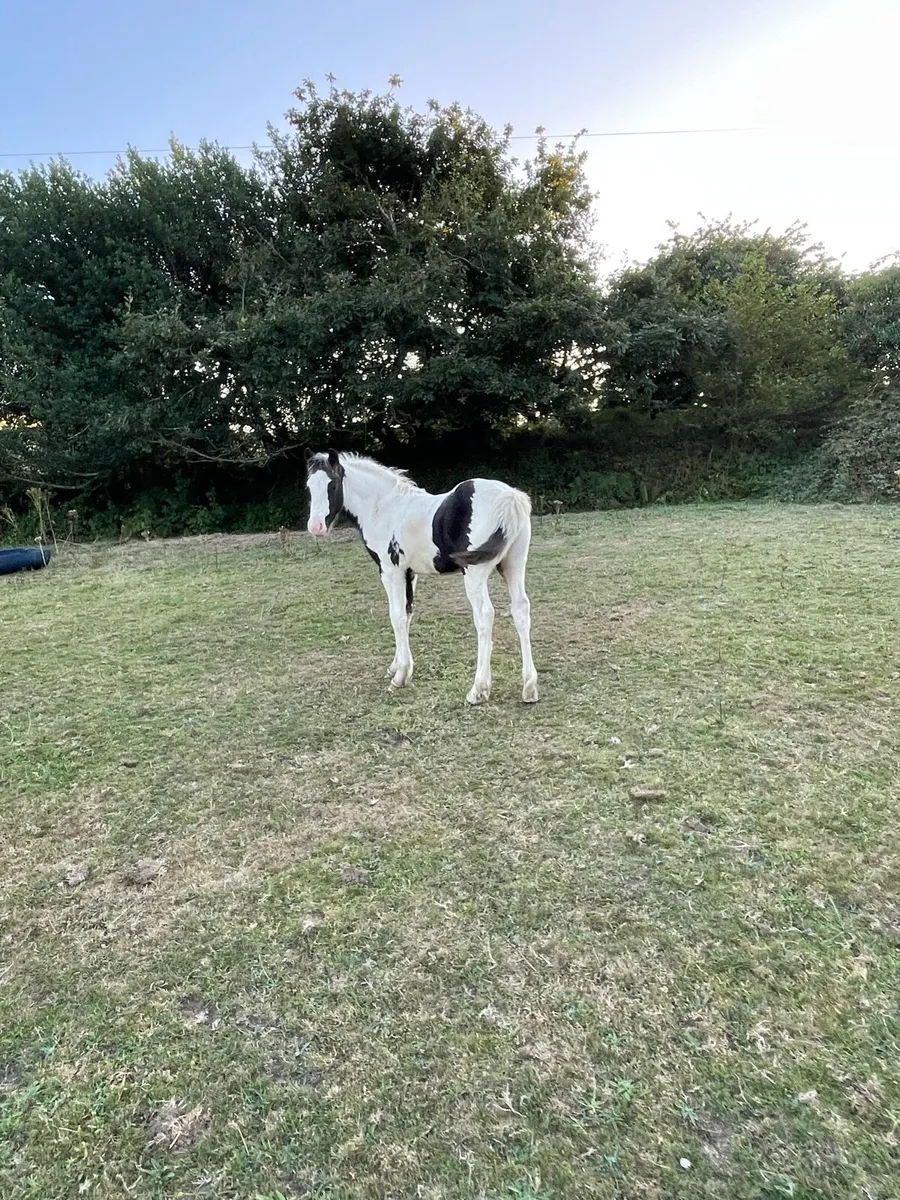 Colt foal - Image 1
