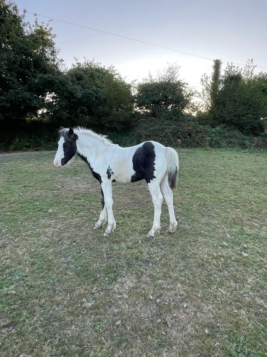 Colt foal - Image 2