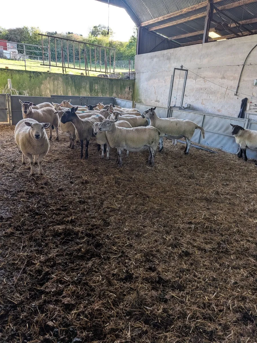 Breeding ewes Hilltown Mart Thursday 15th Oct. - Image 2