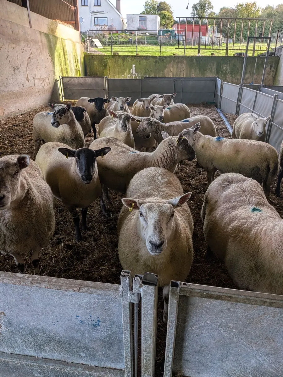 Breeding ewes Hilltown Mart Thursday 15th Oct. - Image 1