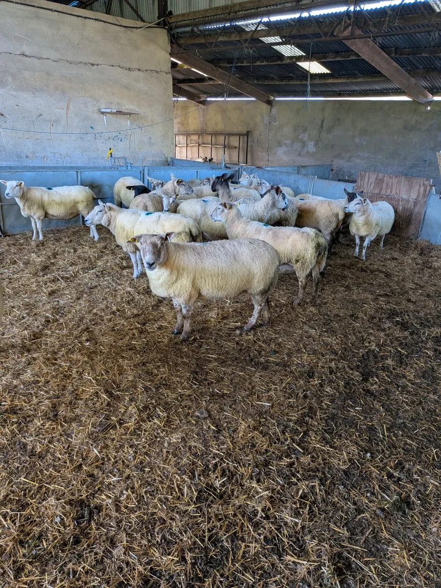 Breeding ewes Hilltown Mart Thursday 15th Oct. - Image 3