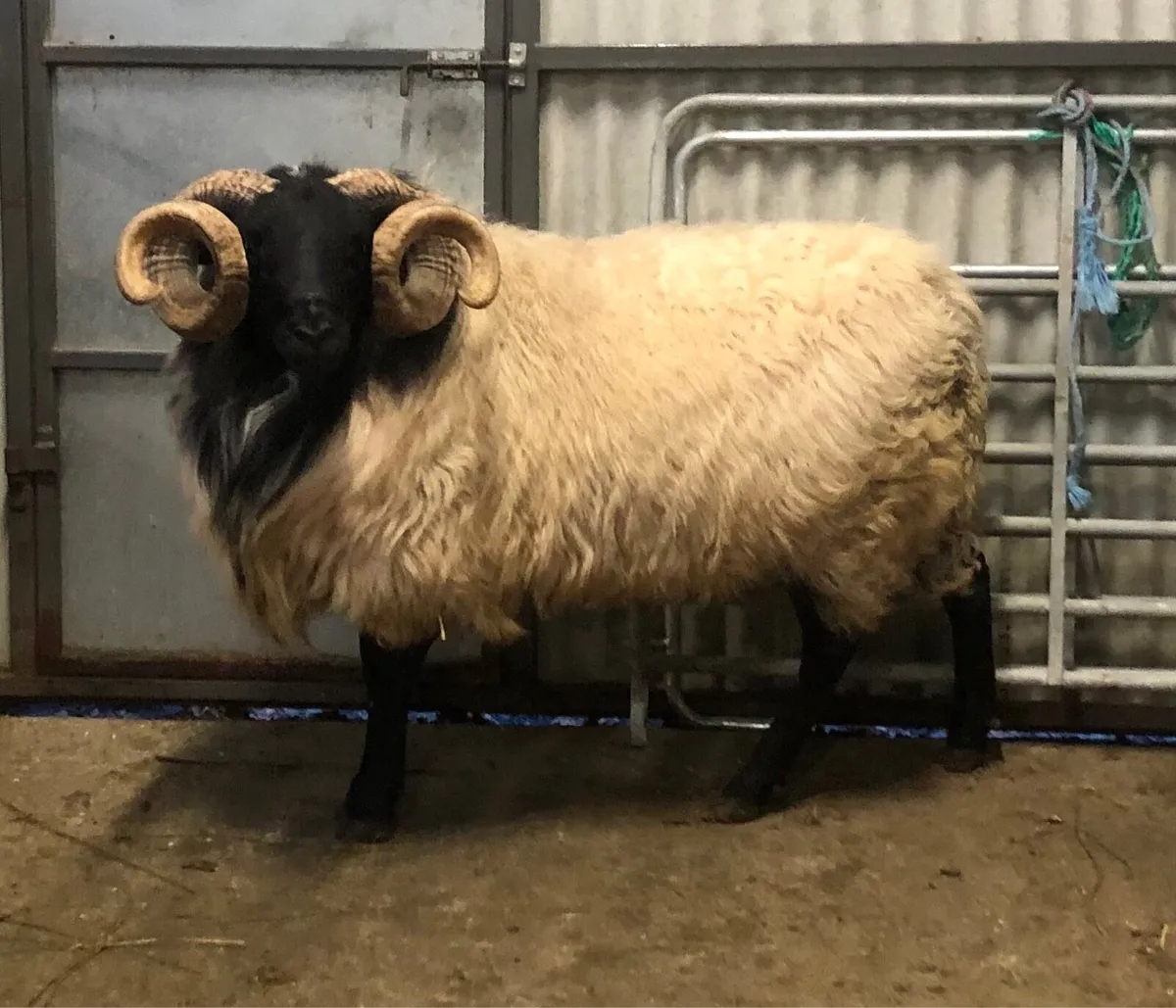 Connemara/Mayo Blackface Ram