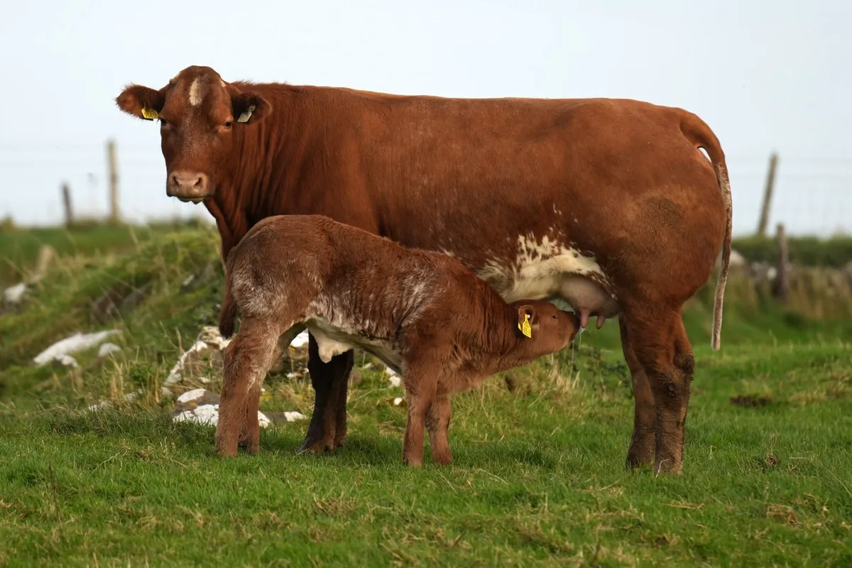 6 Serious Outfits & Blue Calves - Image 3