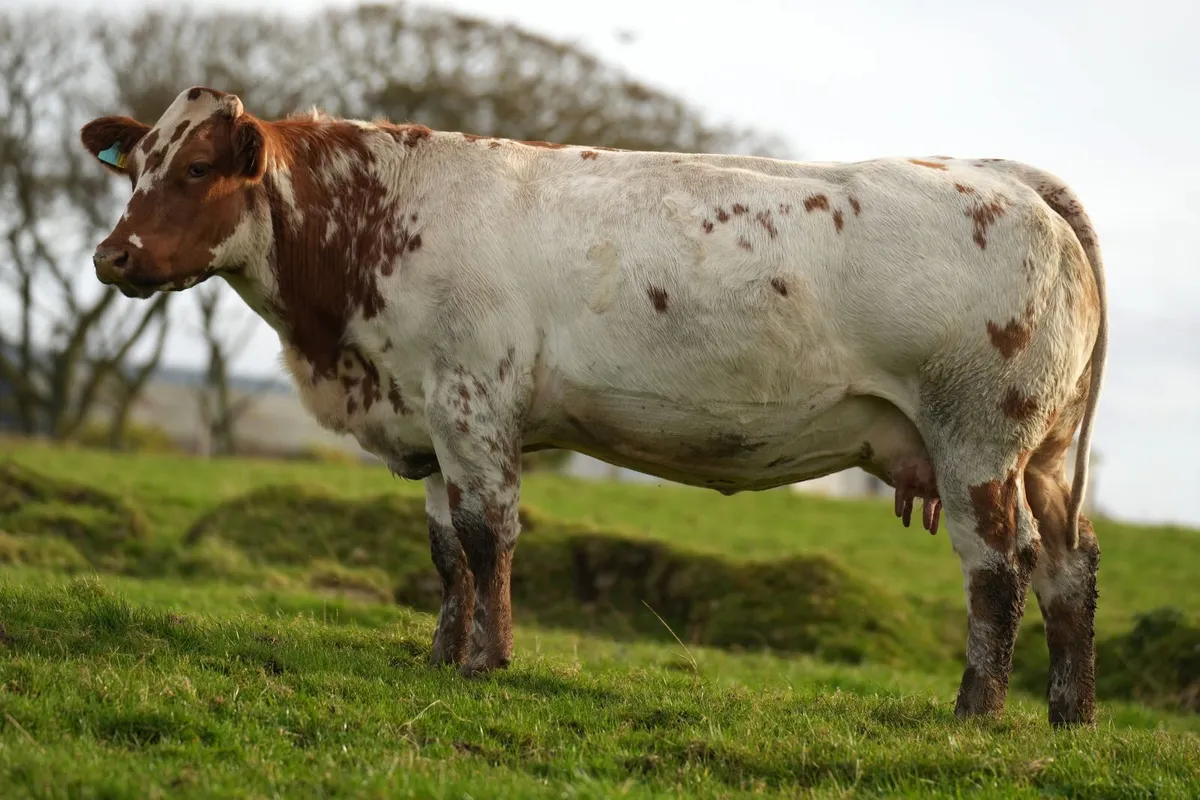6 Serious Outfits & Blue Calves - Image 4