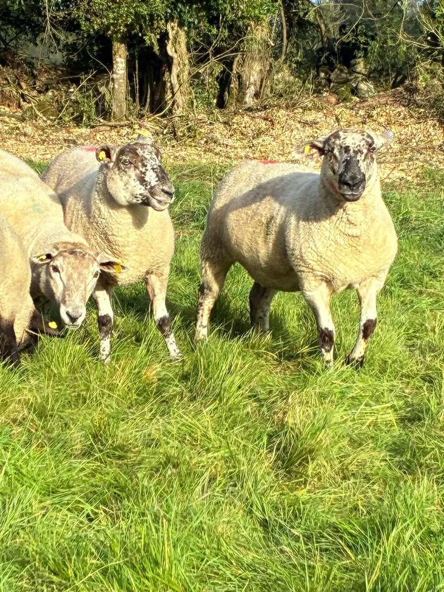 Ewe Hoggets - Image 1
