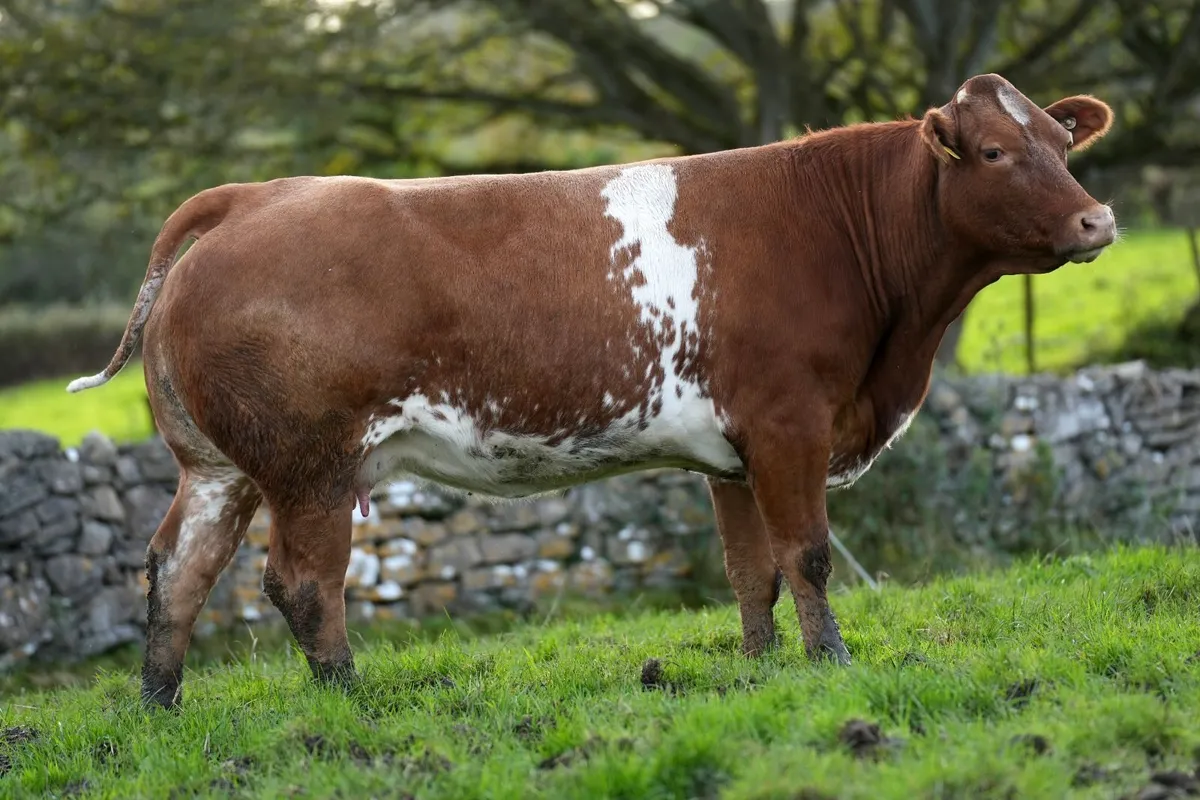 6 Serious Outfits & Blue Calves - Image 1