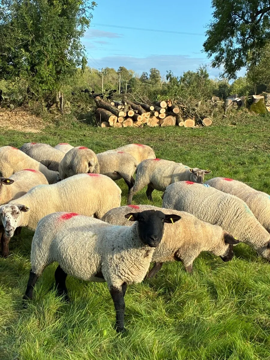 Ewe Hoggets - Image 2