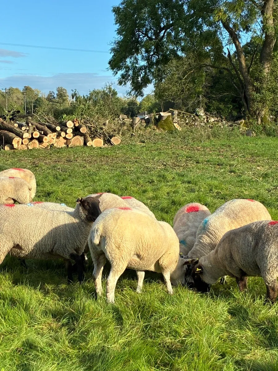 Ewe Hoggets - Image 3
