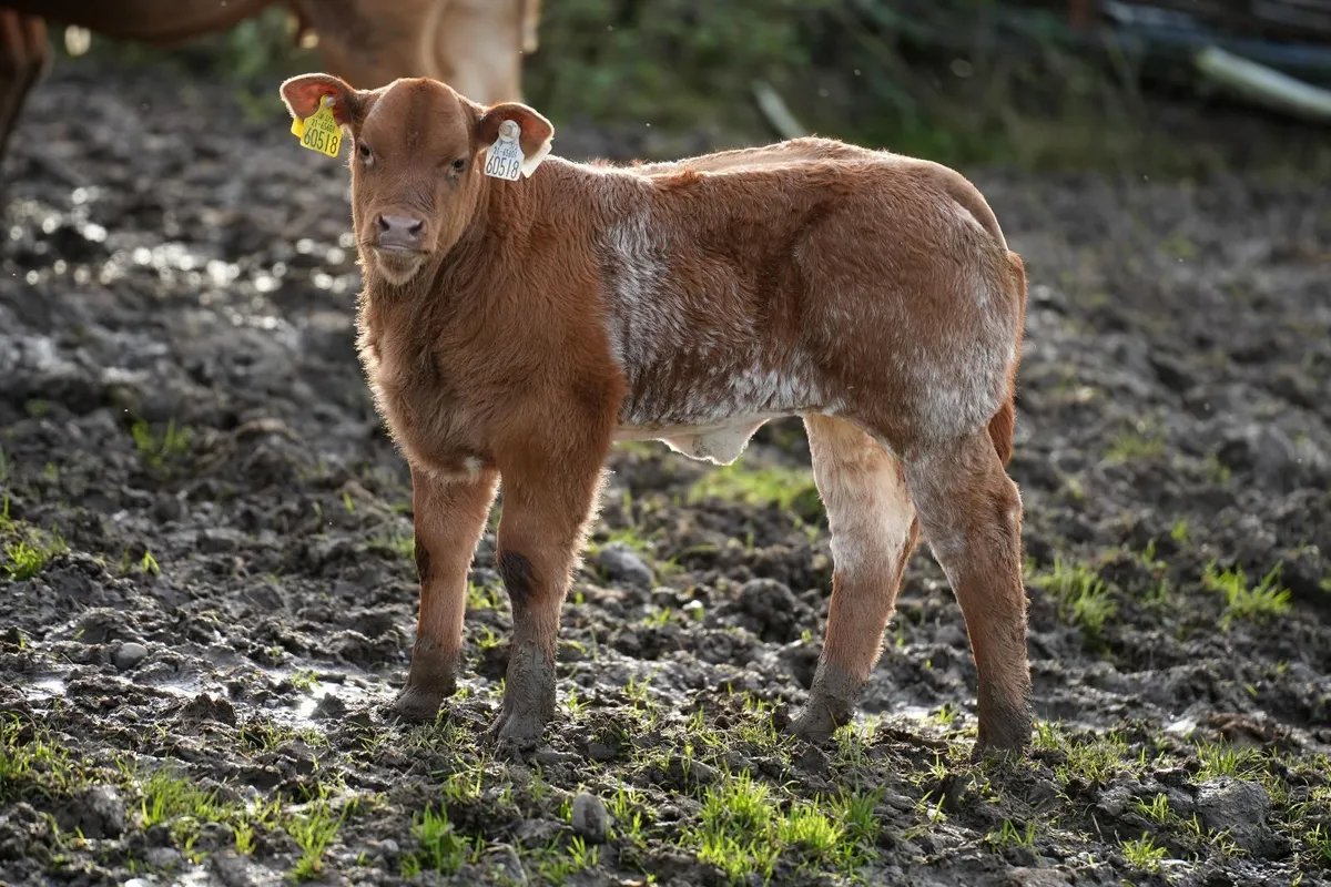 6 Serious Outfits & Blue Calves - Image 2
