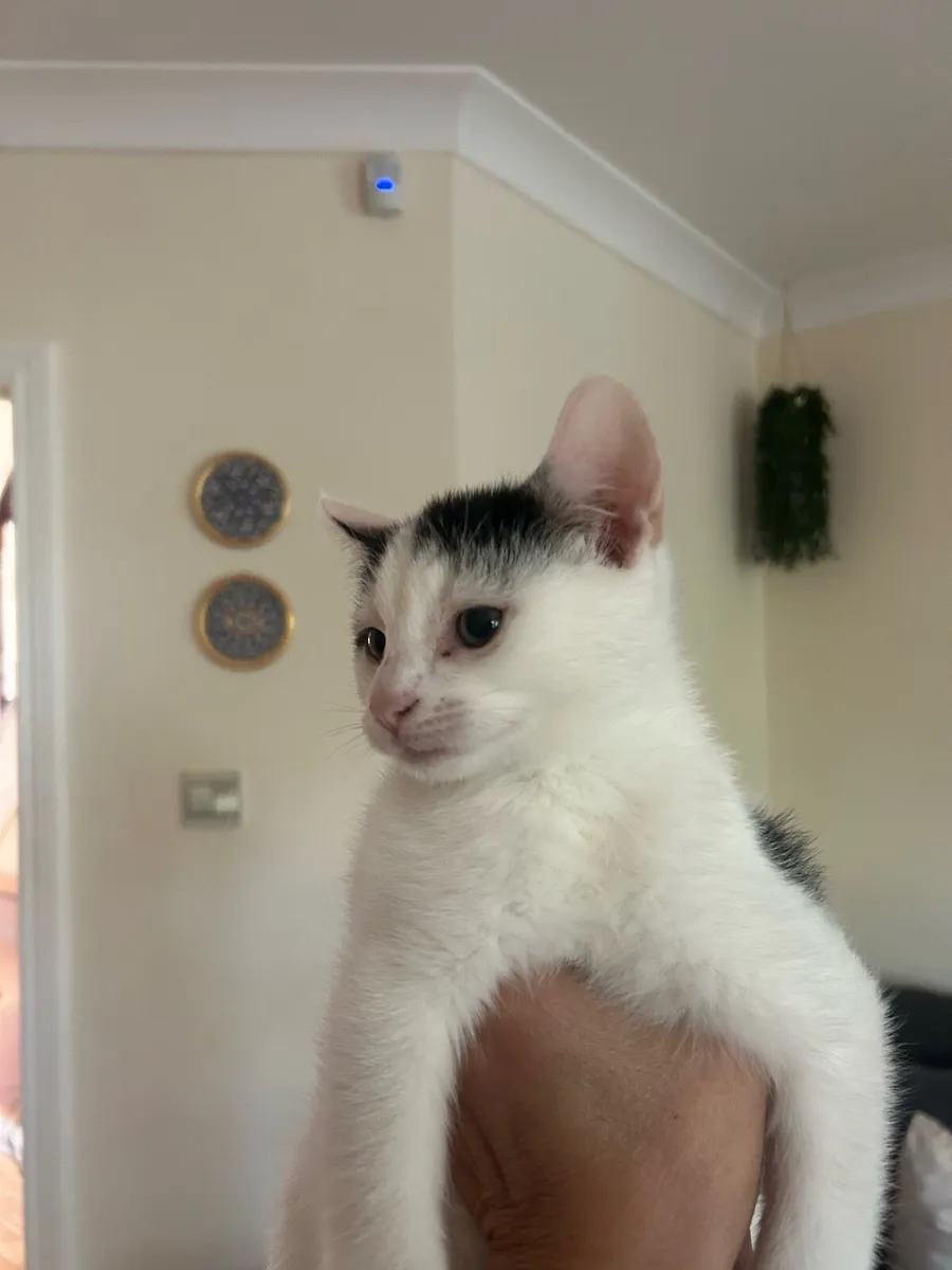 1 Male & Female kitten for rehoming - Image 1