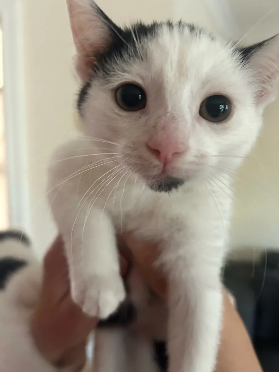 1 Male & Female kitten for rehoming - Image 2