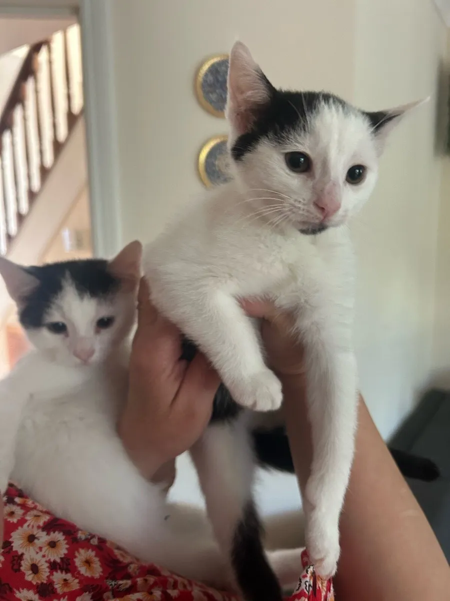 1 Male & Female kitten for rehoming - Image 3