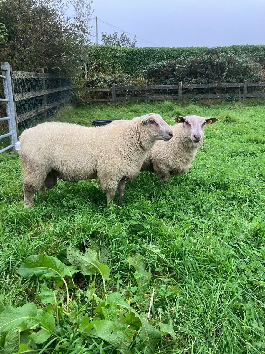 Charollais ram lambs - Image 1
