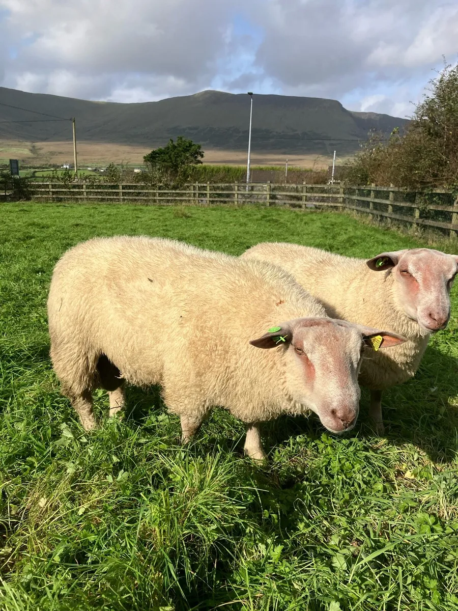 Charollais ram lambs - Image 2