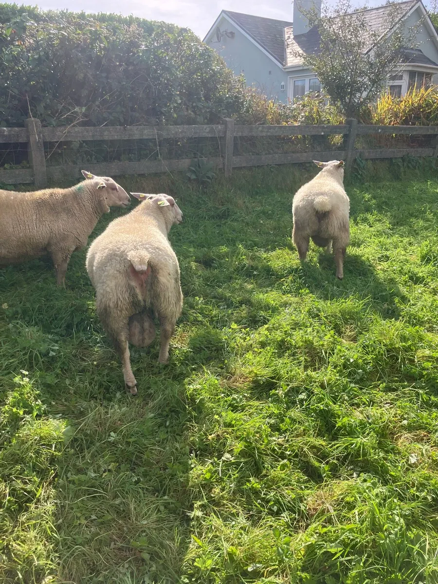 Charollais ram lambs - Image 3