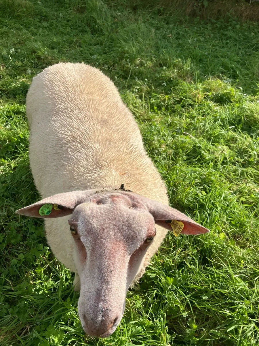 Charollais ram lambs - Image 4