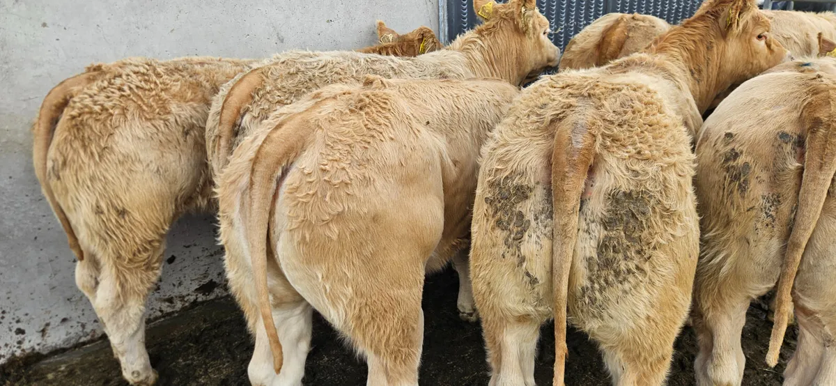 Over 100 Smashing Weanlings Heifers CHX and LMX. - Image 3