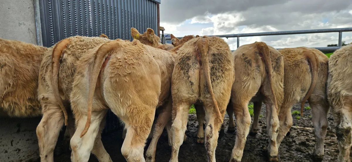 Over 100 Smashing Weanlings Heifers CHX and LMX. - Image 2