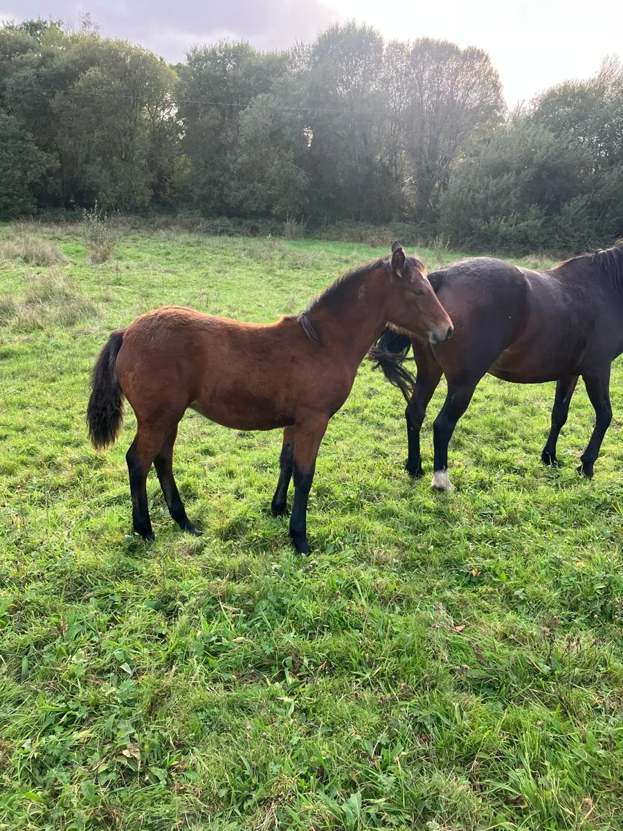 Connemara Foal - Image 3