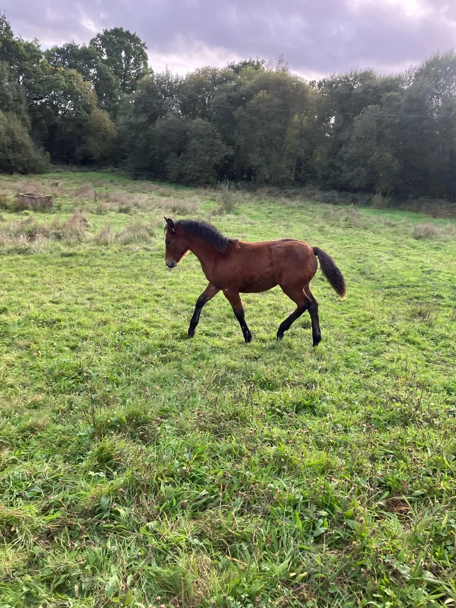 Connemara Foal - Image 4
