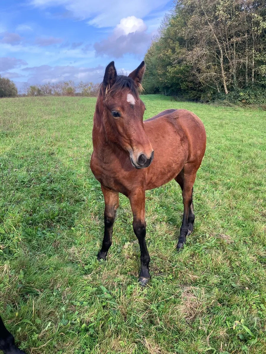 Connemara Foal - Image 1