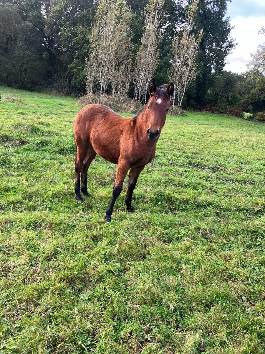 Connemara Foal - Image 2