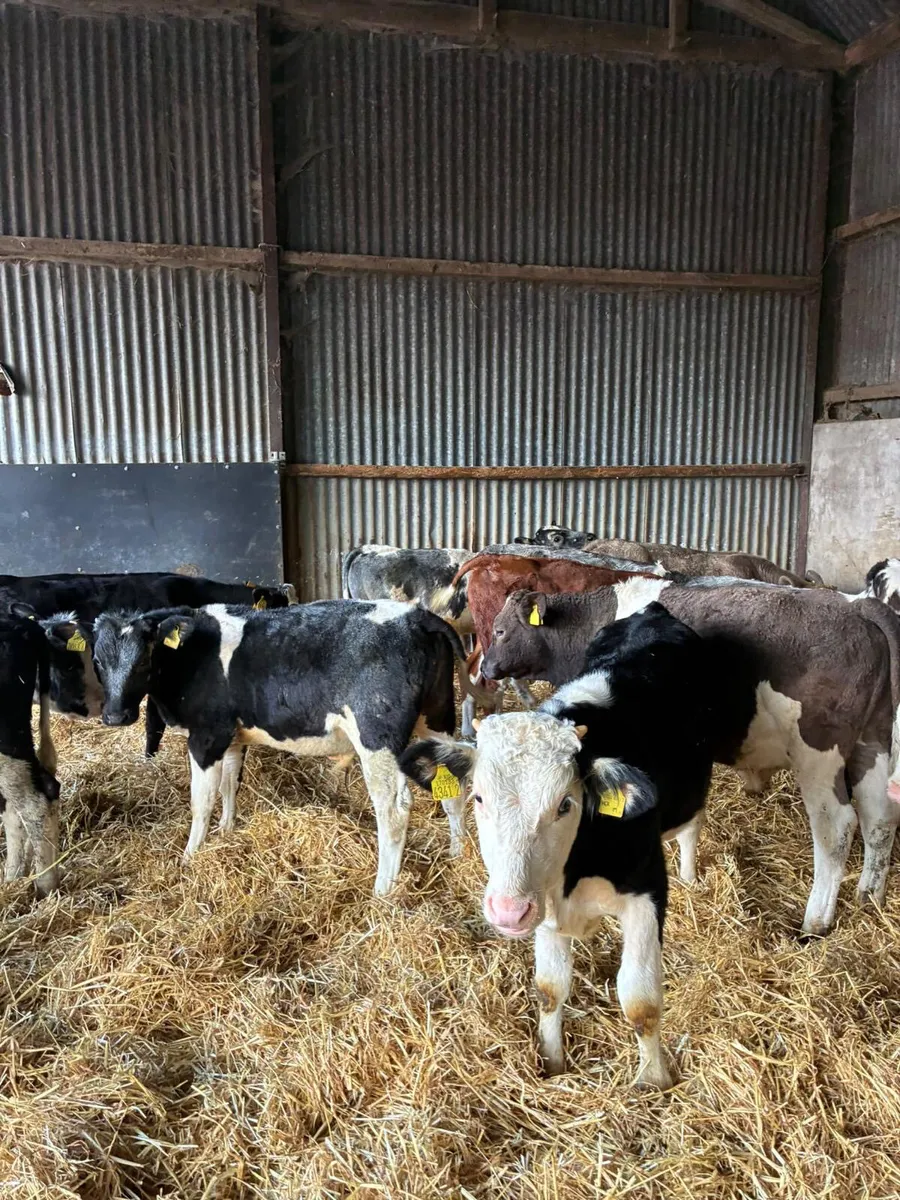 Bulls - Image 4